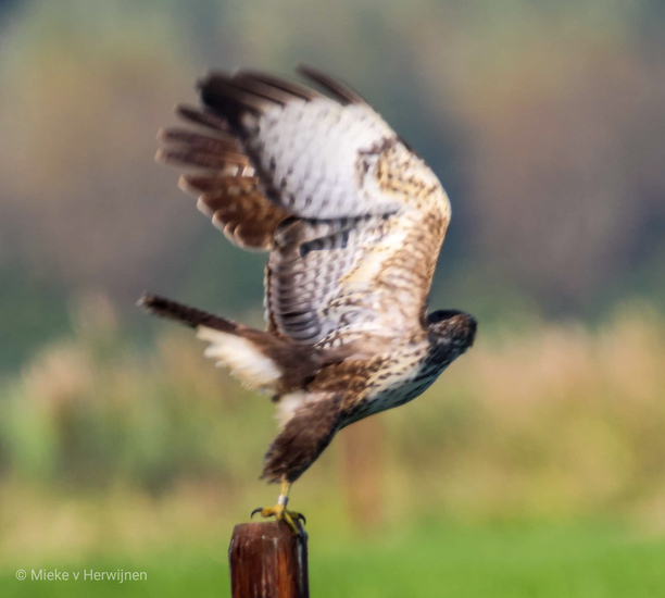 Buizerd