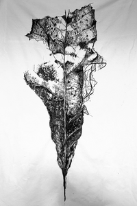  de schoonheid van het verval