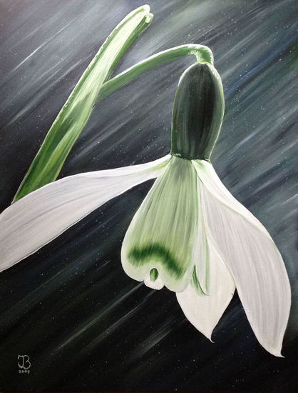 Galanthus