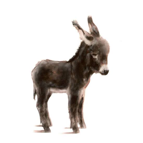 donkey