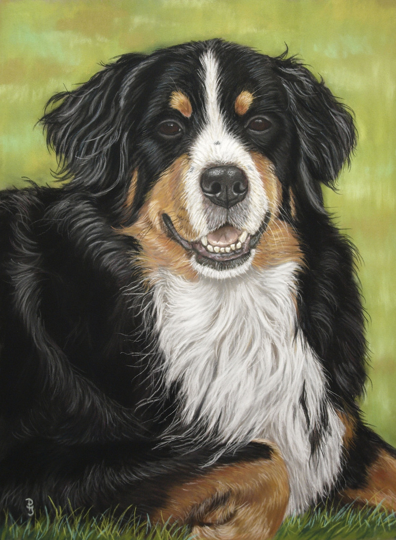 Berner Sennen 2