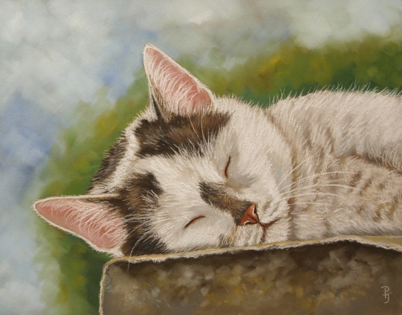 Grijs witte kat