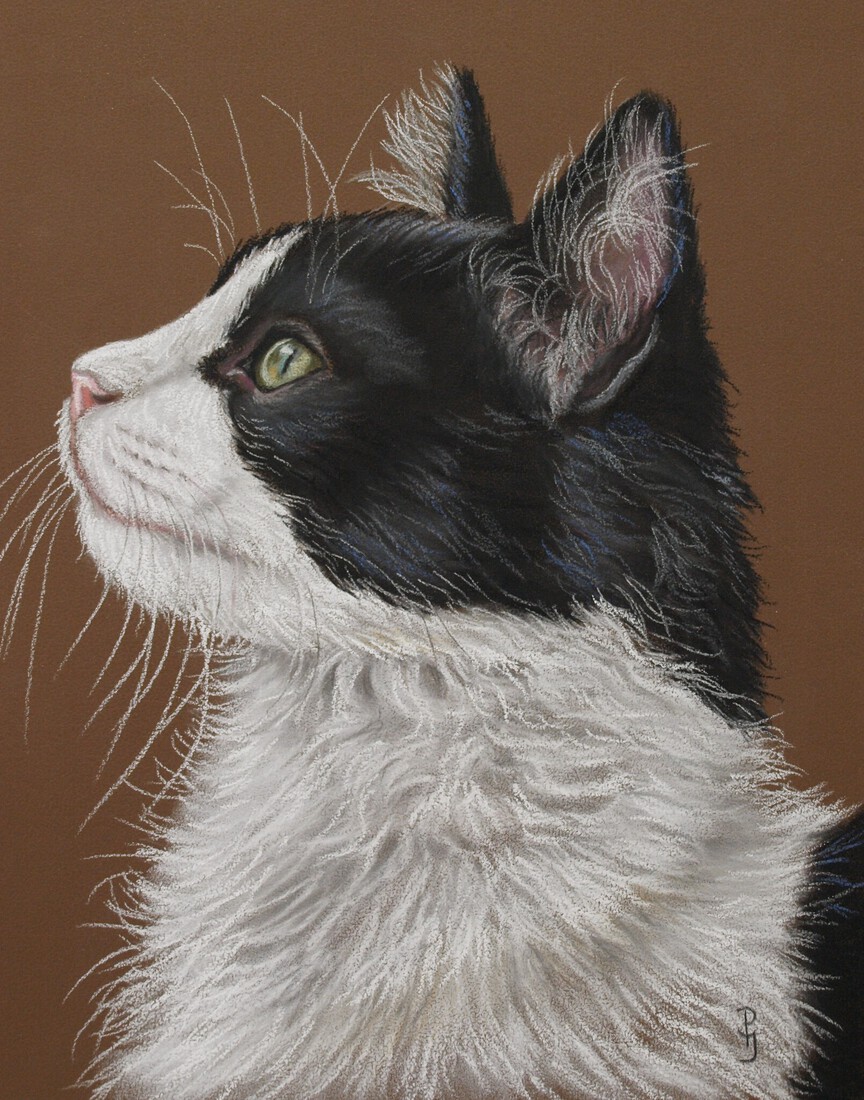 Zwart witte kat 2