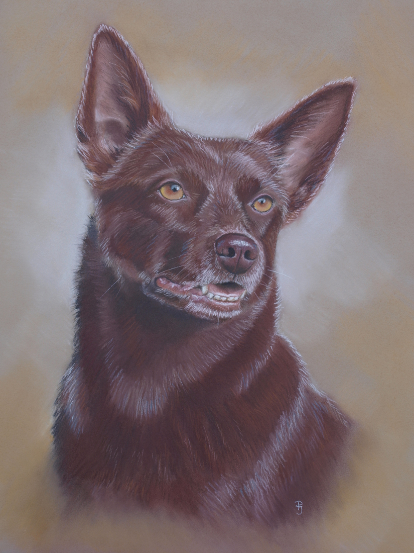 Australian kelpie