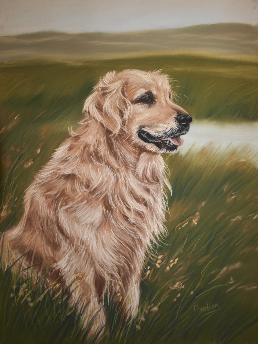 Golden retriever 2