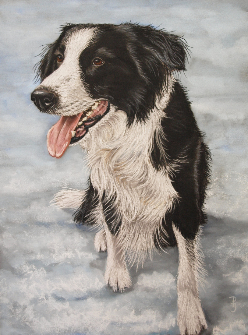 Border Collie 2