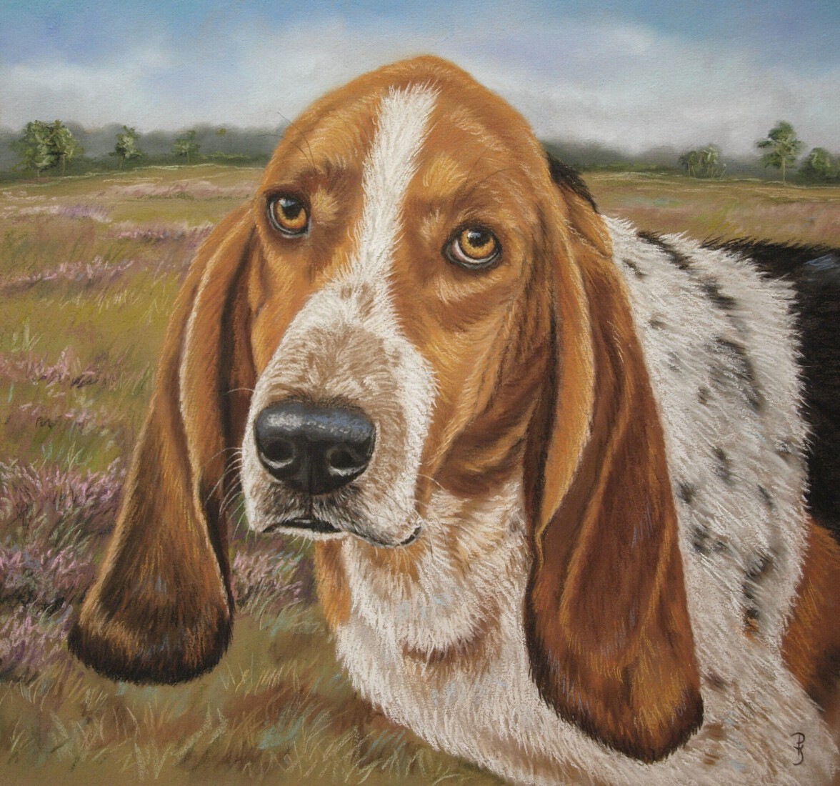 Basset Hound