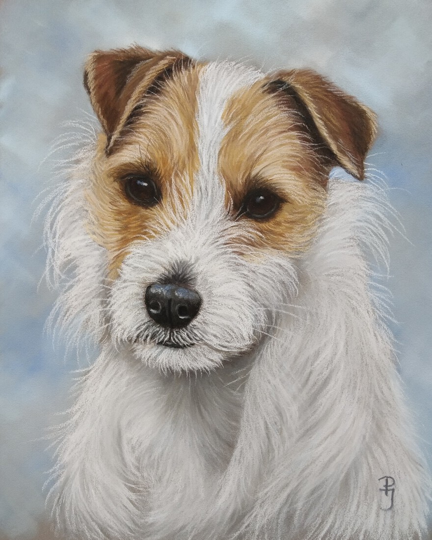 Jack Russel 2