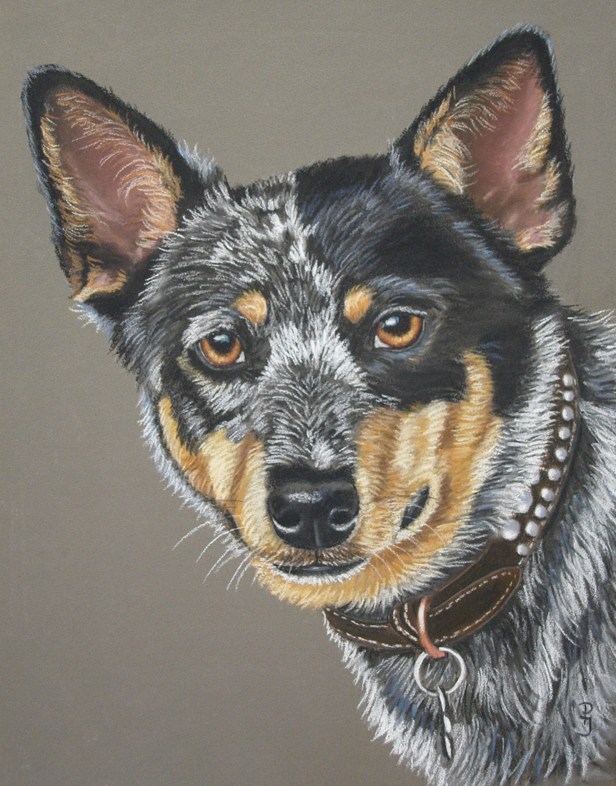 Australian Cattle Dog