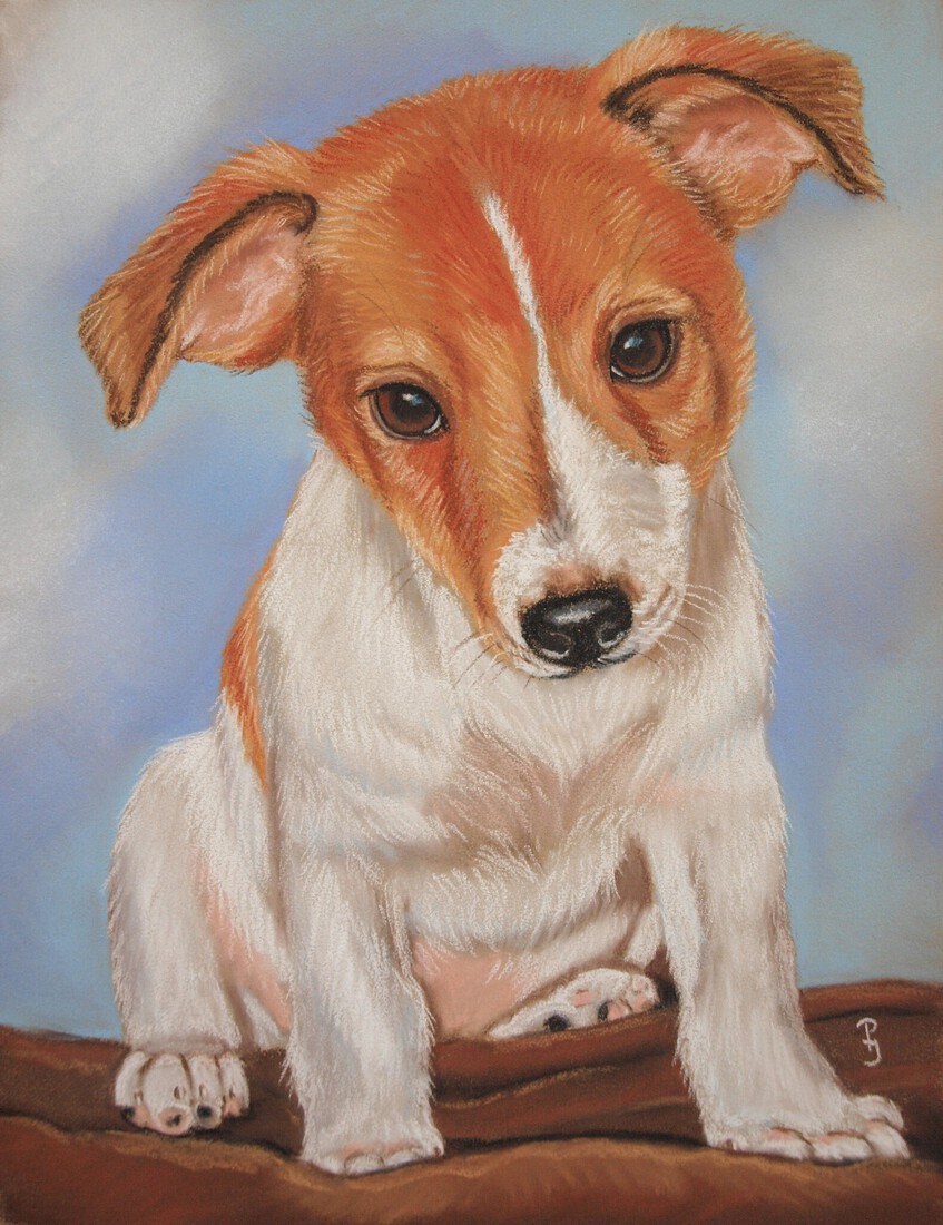 Jack Russel Pup 2