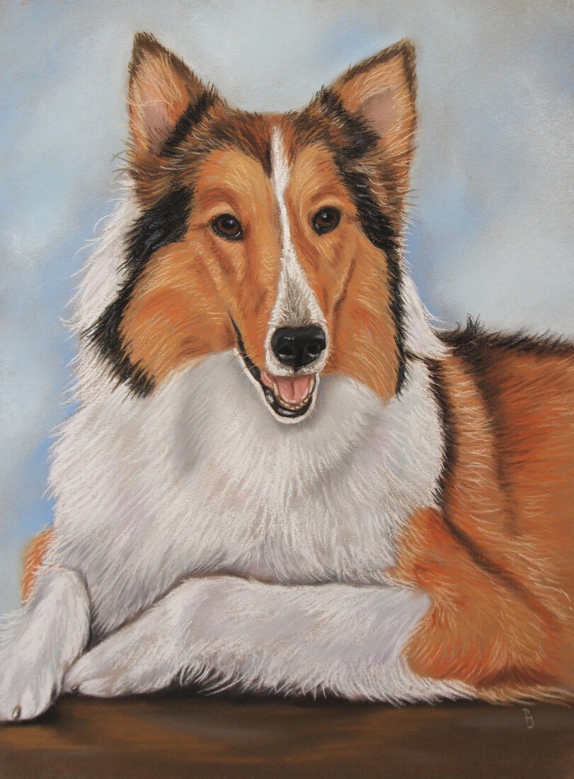 Schotse Collie