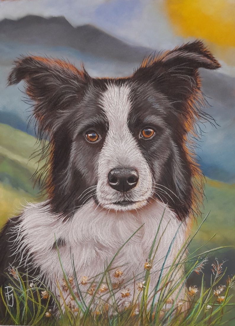 Border Collie met gras