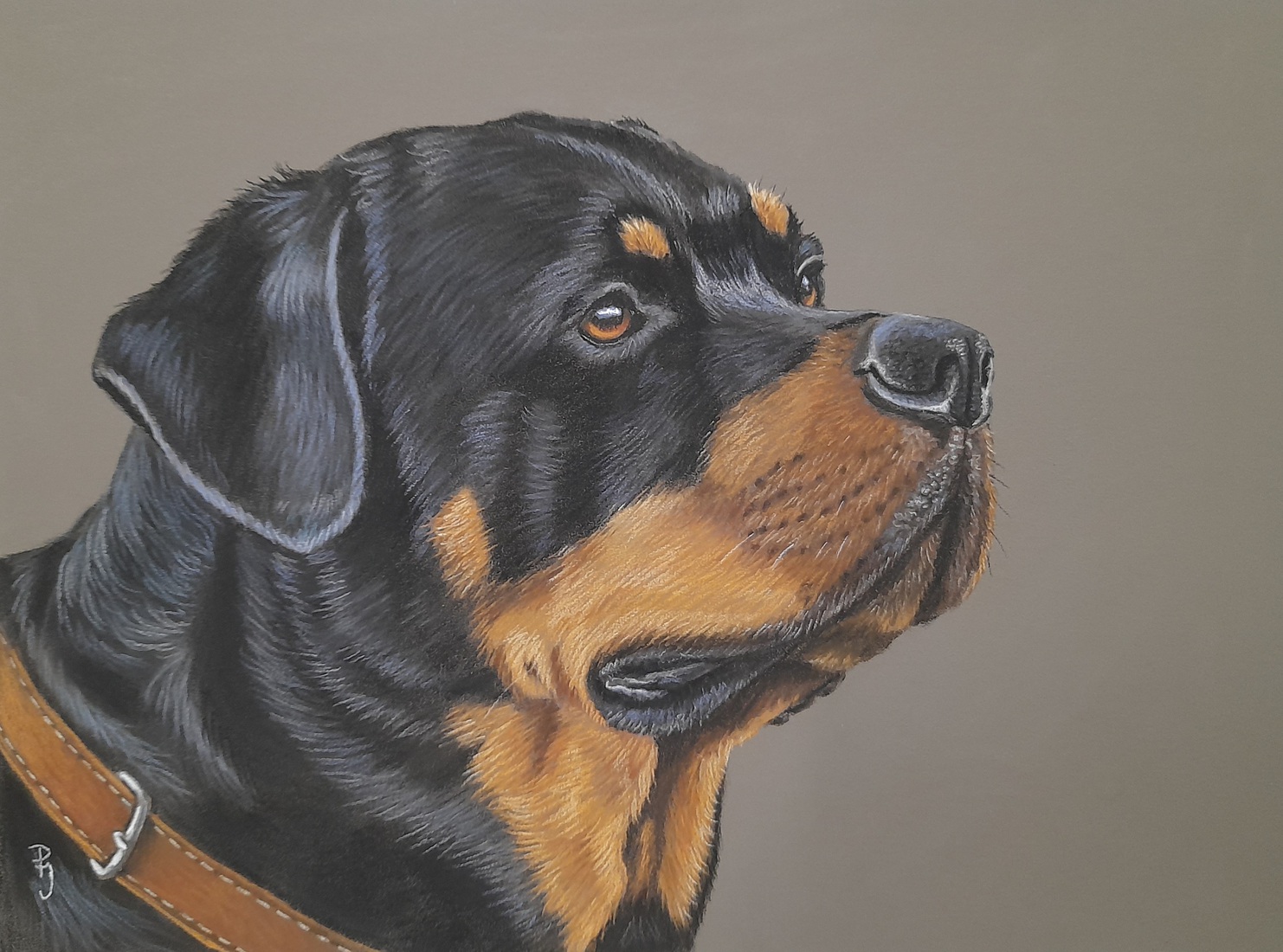 Rottweiler