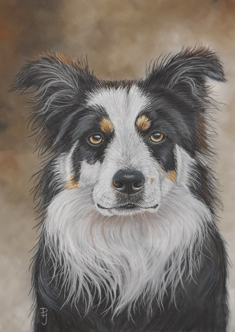 Border Collie kruising