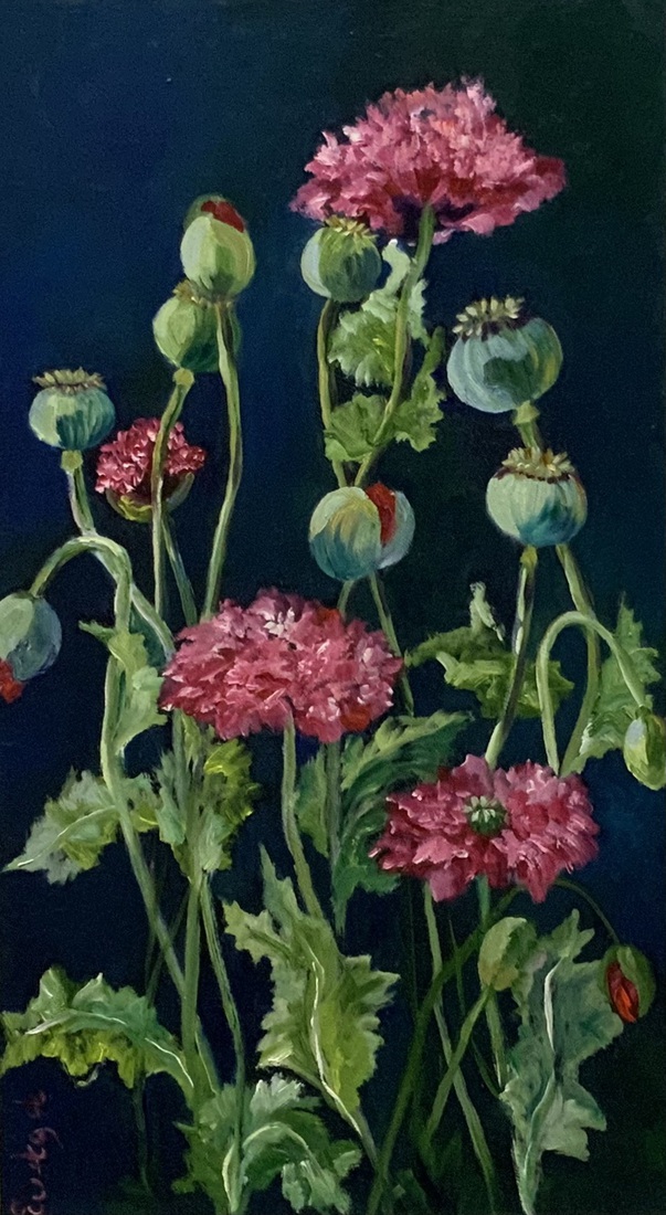 Papavers 
