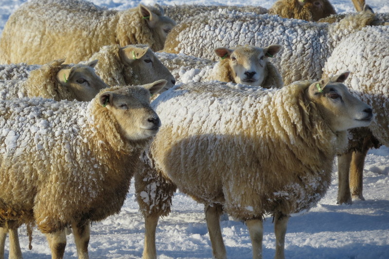 Besneeuwde schapen