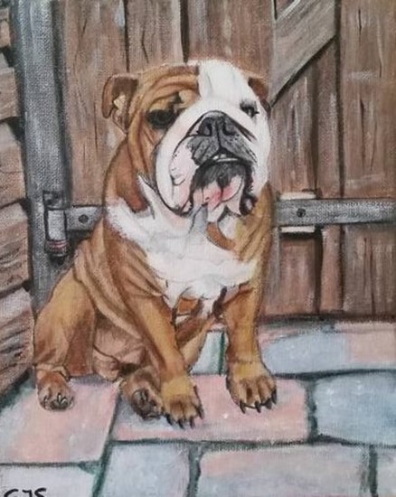 bulldog