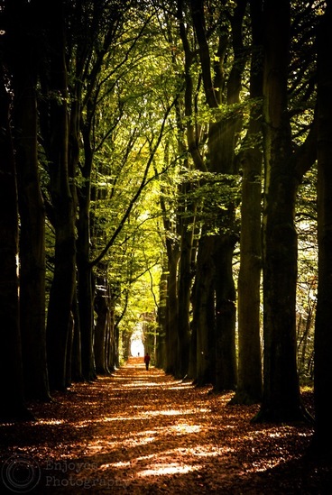 De vallende bladeren