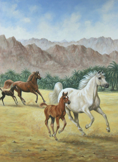 Arabische paarden in Oman
