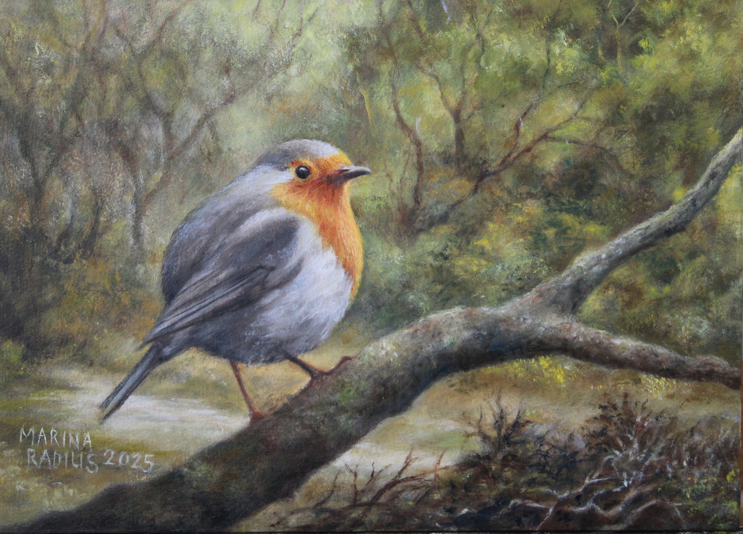 Roodborst in bos