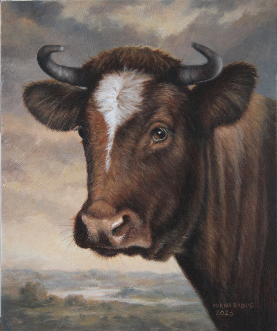 Portret bruine koe