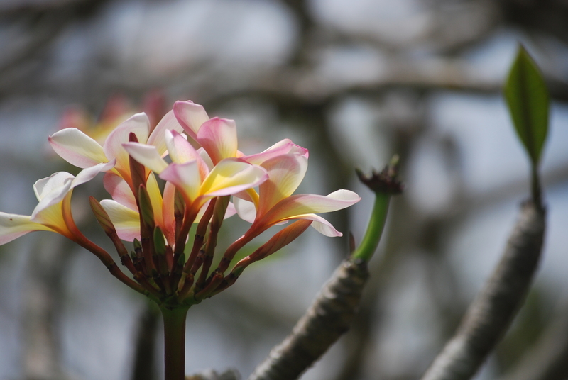 Bloem
