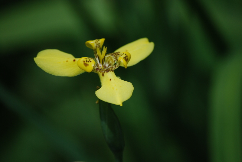 Orchidee