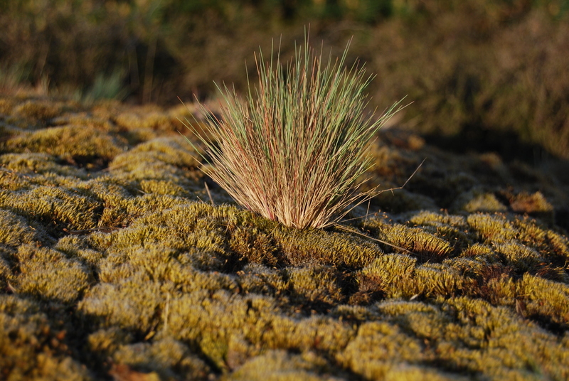 Mos en gras