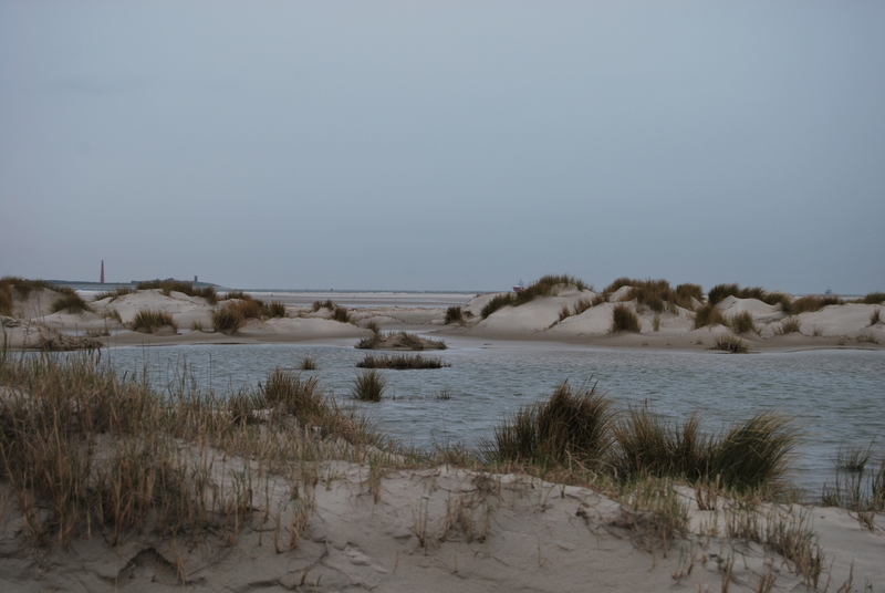 Texel