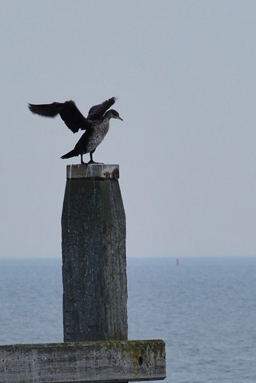 Schiermonnikoog
