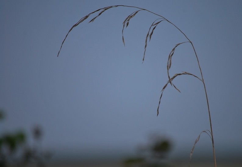 Schiermonnikoog