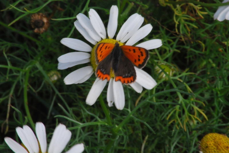 Schiermonnikoog