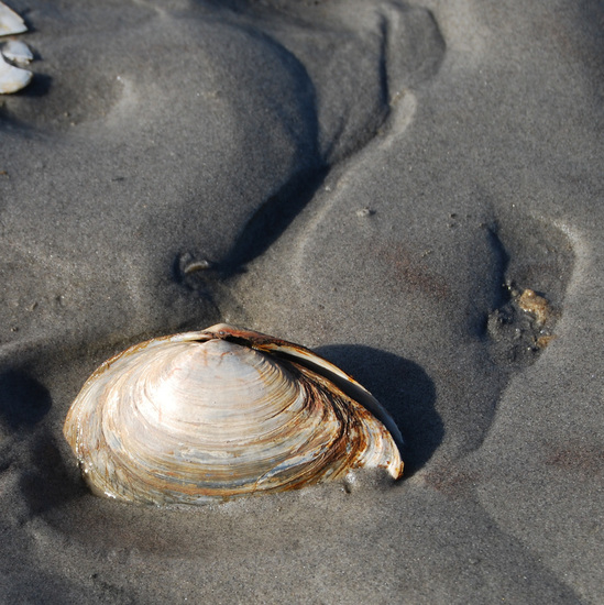Schiermonnikoog