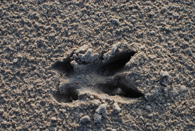 wildspoor