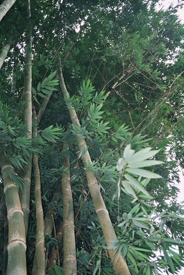 Regio Mount Hagen - Bamboe