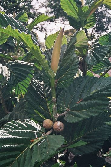 Regio Mount Hagen