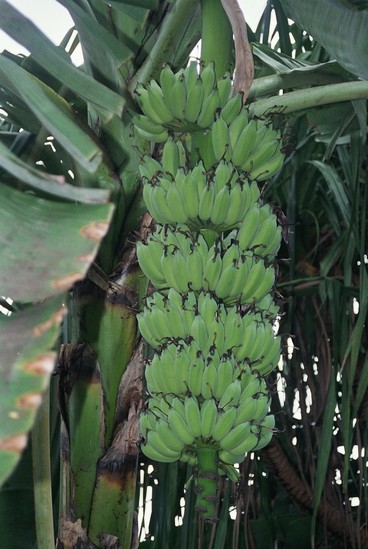Bananen