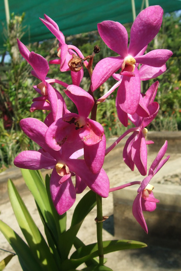 Orchidee