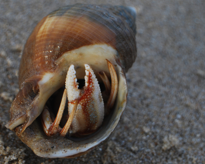 Texel - Heremiet kreeft? in schelp