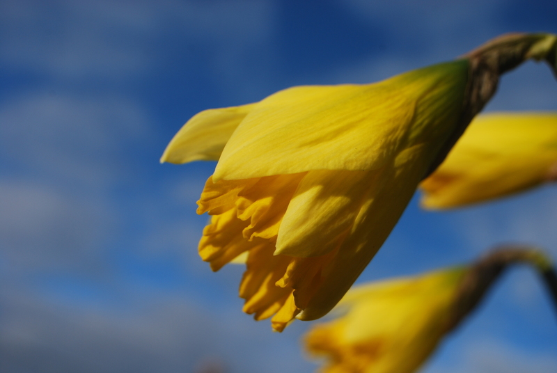 Texel - Voorjaar