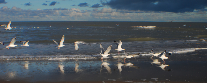 Texel -Meeuwen op het strand
