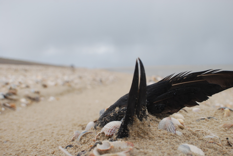 Texel - een laatste groet