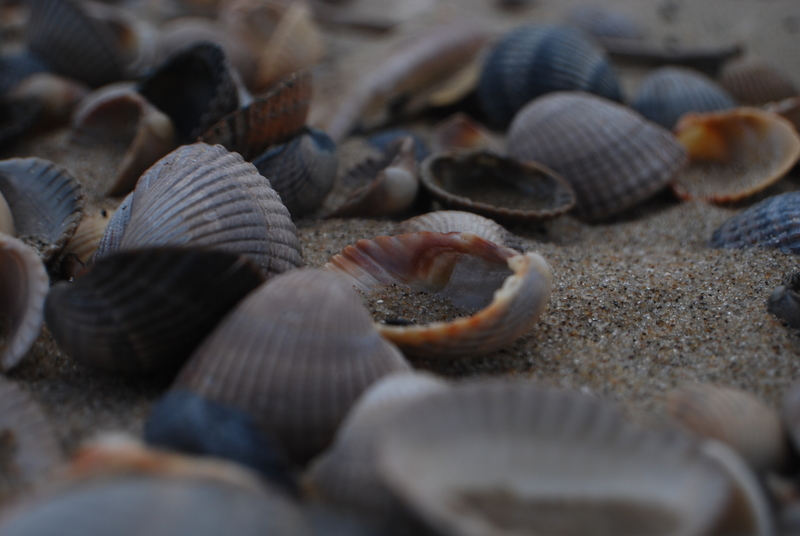 Texel- Schelpen