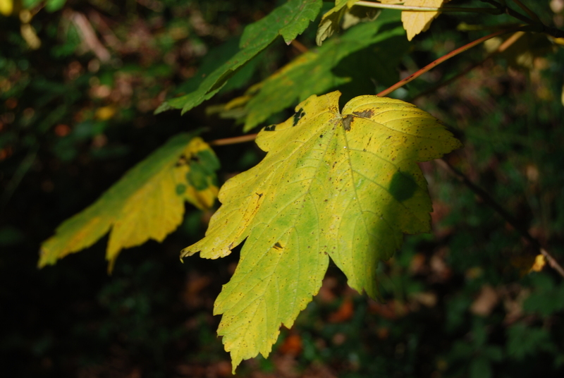 Herfst 2015