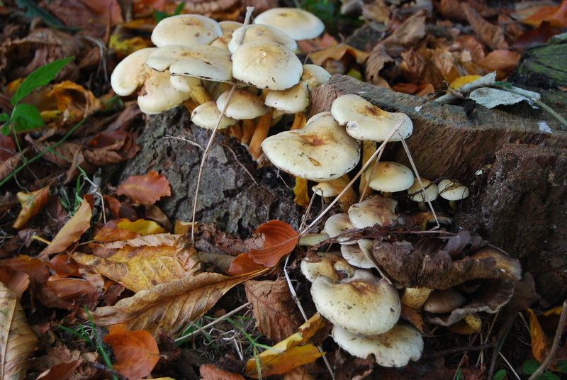 Herfst 2015