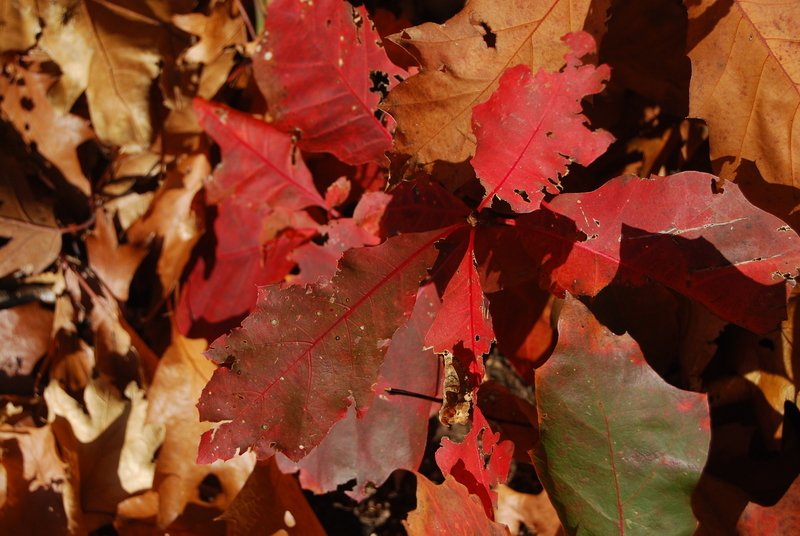 Herfst 2015