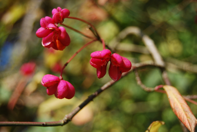 Herfst 2015