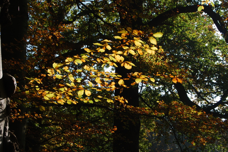 Herfst 2015