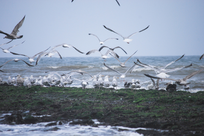 Texel - Meeuwen langs het strand