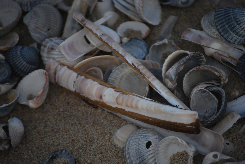 Texel strand - schelpen